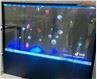 Przezroczysty wyświetlacz OLED